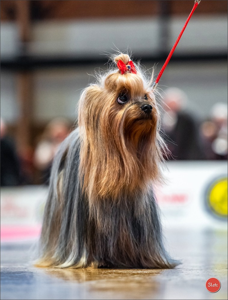 Expo canine 🇫🇷 Amiens 15-16/02/2025. Photographe à Strasbourg | Portraits, Studio, Enfants, Événements