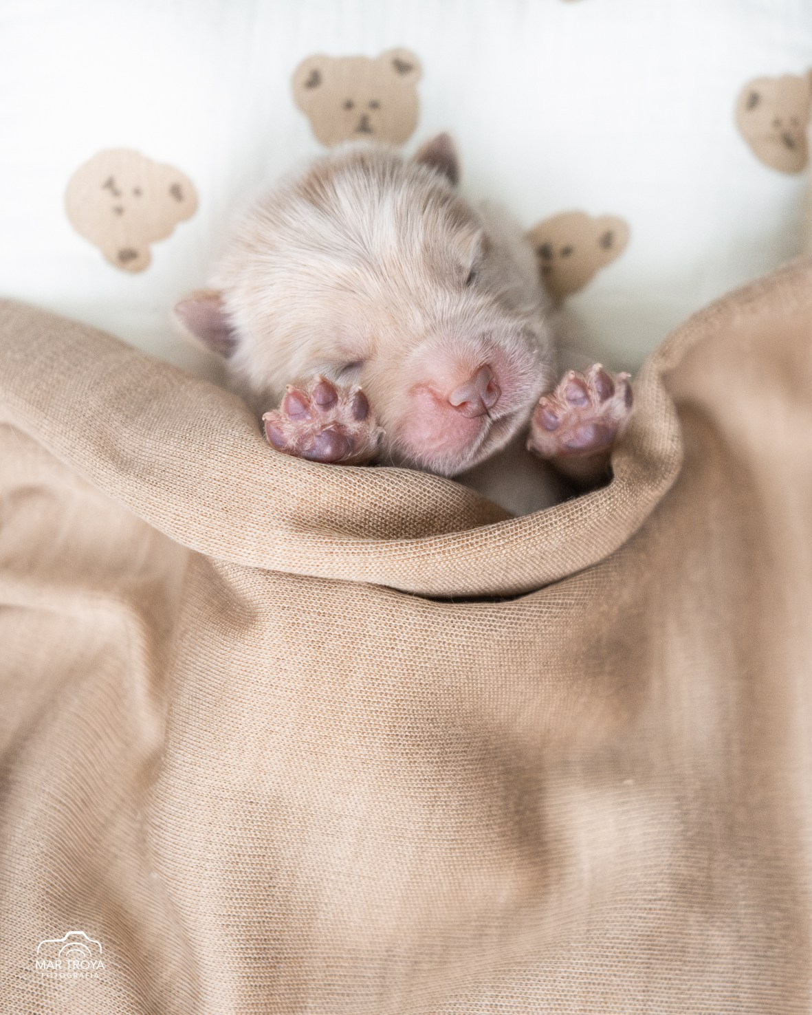 Newborn puppies Hispalis Kennel. Fotos con huella, fotografía de perros y mascotas en Sevilla