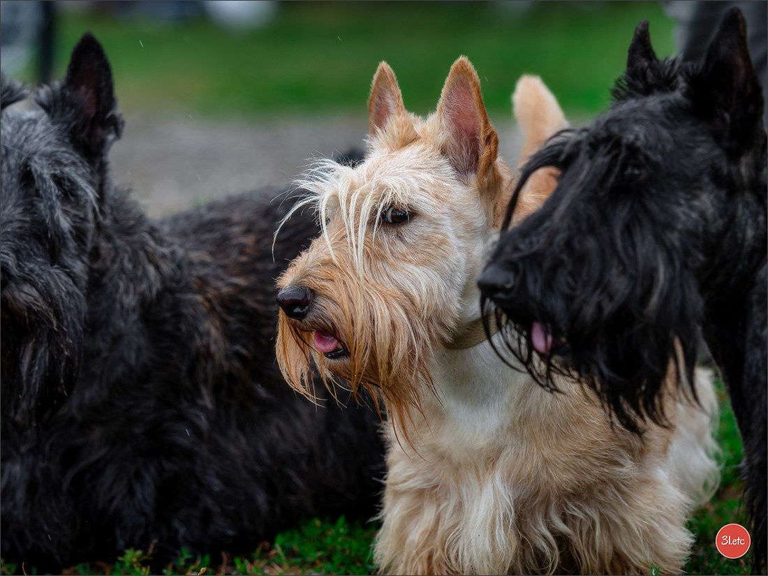 Exposition Canine à STRASBOURG-HOERDT Dimanche 18 août 2024. Photographe à Strasbourg | Portraits, Studio, Enfants, Événements