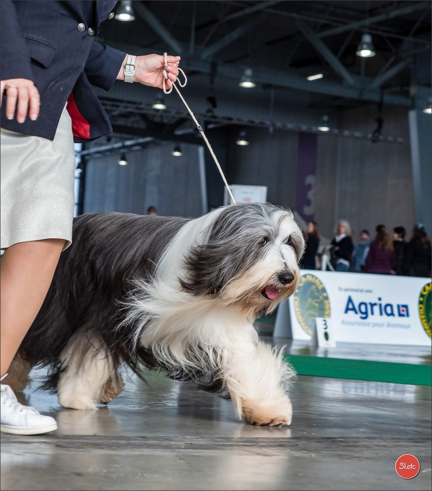 Expo canine 🇫🇷 Châlons-en-Champagne 22-23/02/2025. Photographe à Strasbourg | Portraits, Studio, Enfants, Événements