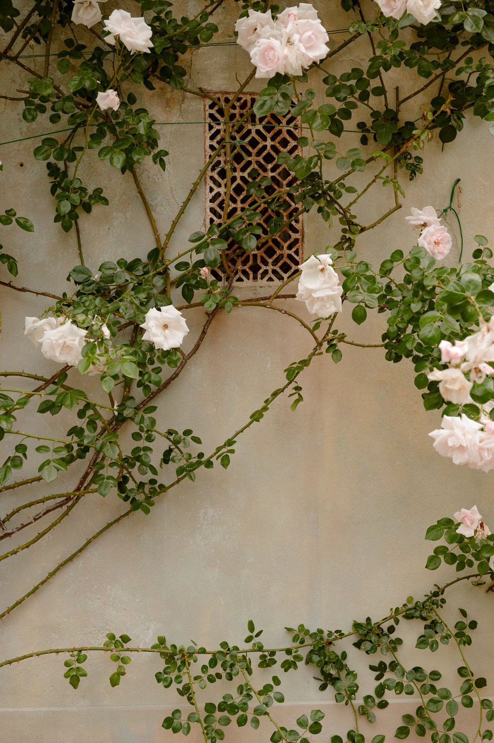 Wedding photography at Fattoria Mansi Bernardini, Lucca. Bella Vita Weddings — Wedding Photography in Dubai & Destination