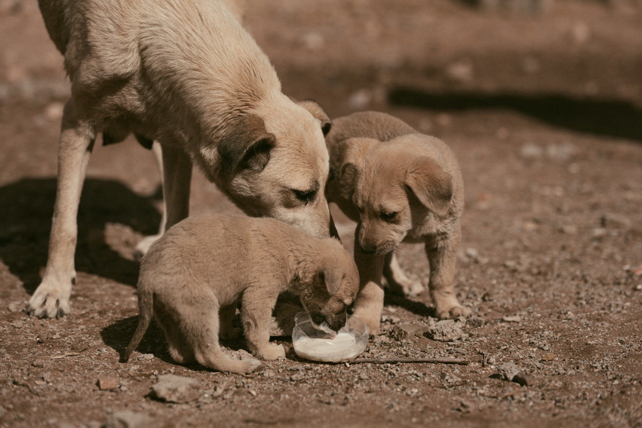 Travel and lifestyle fotografka. Dana Lišková — Empatická fotografka | Introspektivní umělkyně | Neurodivergentní koučka| Zakladatelka Artepy.cz
