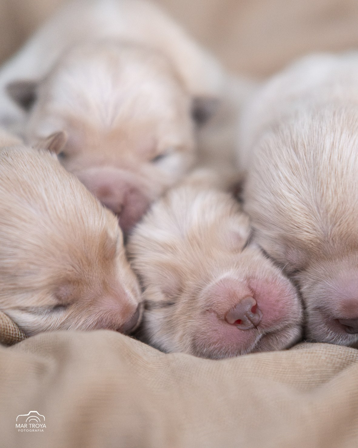 Newborn puppies Hispalis Kennel. Fotos con huella, fotografía de perros y mascotas en Sevilla