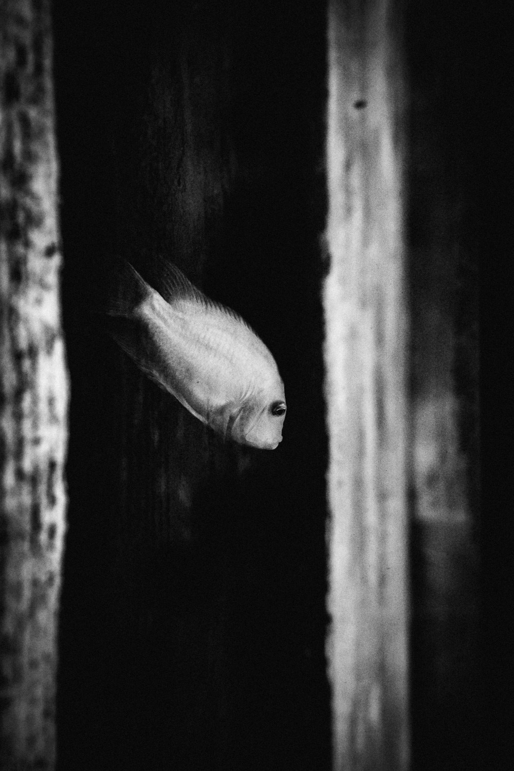 Олег Сатов, Санкт-Петербург. Photopolygon Mag