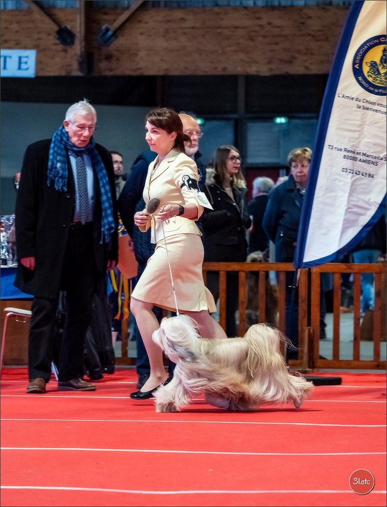 Expo canine 🇫🇷 Amiens 15-16/02/2025. Photographe à Strasbourg | Portraits, Studio, Enfants, Événements