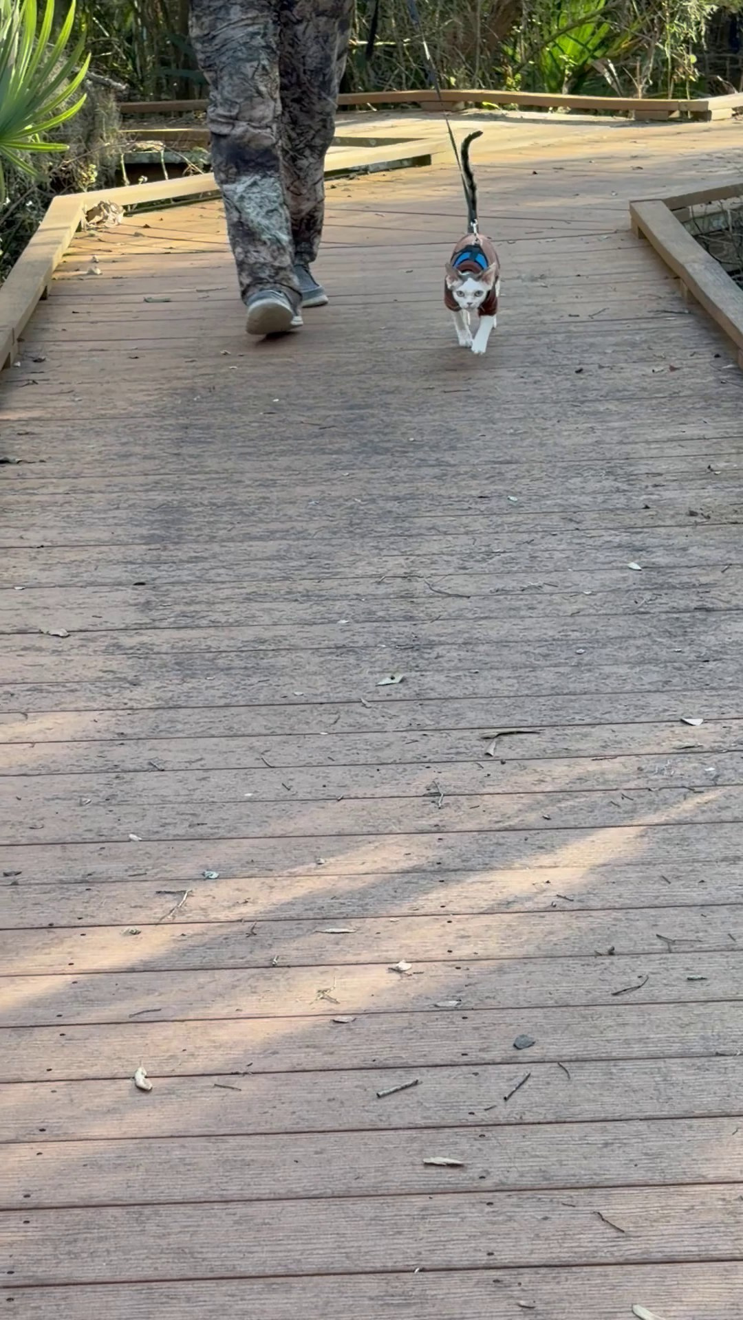 Oscar, boy, born 04.15.2025. Devon Rex Pixie Cattery