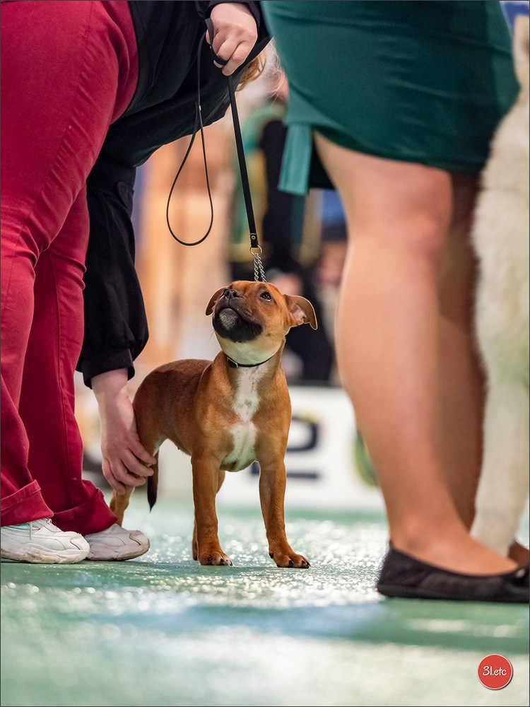 Expo canine 🇫🇷 Châlons-en-Champagne 22-23/02/2025. Photographe à Strasbourg | Portraits, Studio, Enfants, Événements