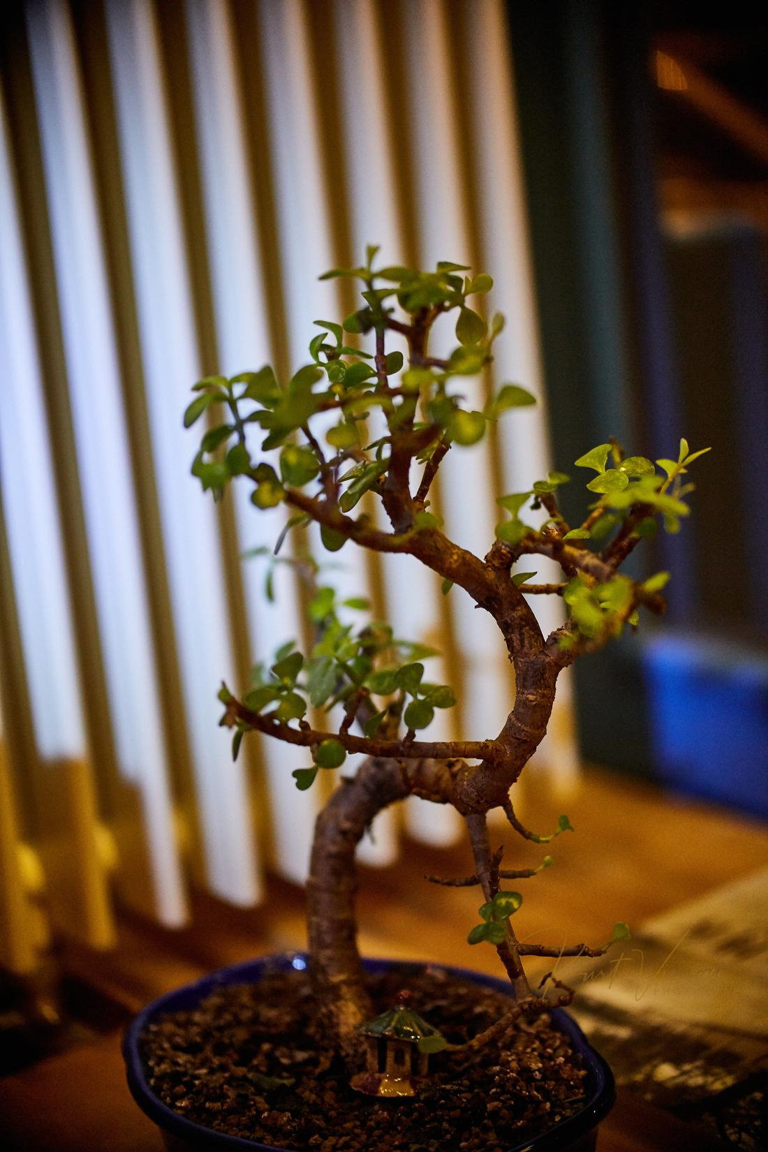 Restaurant branding — Mist. Prague MICE, Corporate & Event Photographer | Kurt Vinion Photography