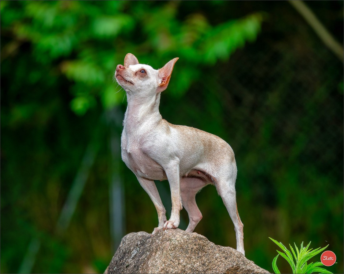 CHAMPIONNAT DE FRANCE 2024 & CACIB SPÉCIALES DE RACES MONTLUÇON. Photographe à Strasbourg | Portraits, Studio, Enfants, Événements