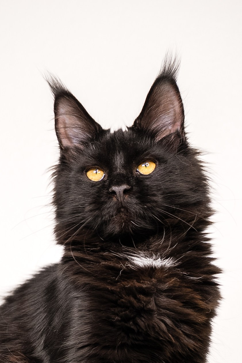 Senator Helen. Senator Cat — Maine Coon cattery