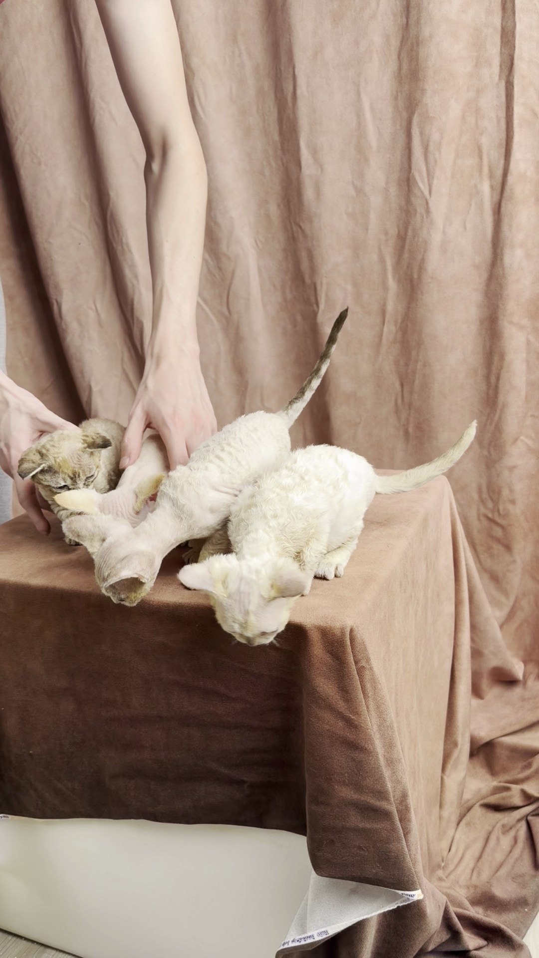 Rosalie, girl, born 05.08.26. Devon Rex Pixie Cattery