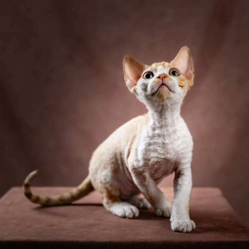 Devon Rex Pixie Cattery
