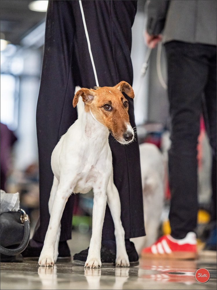 Expo canine 🇫🇷 Châlons-en-Champagne 22-23/02/2025. Photographe à Strasbourg | Portraits, Studio, Enfants, Événements