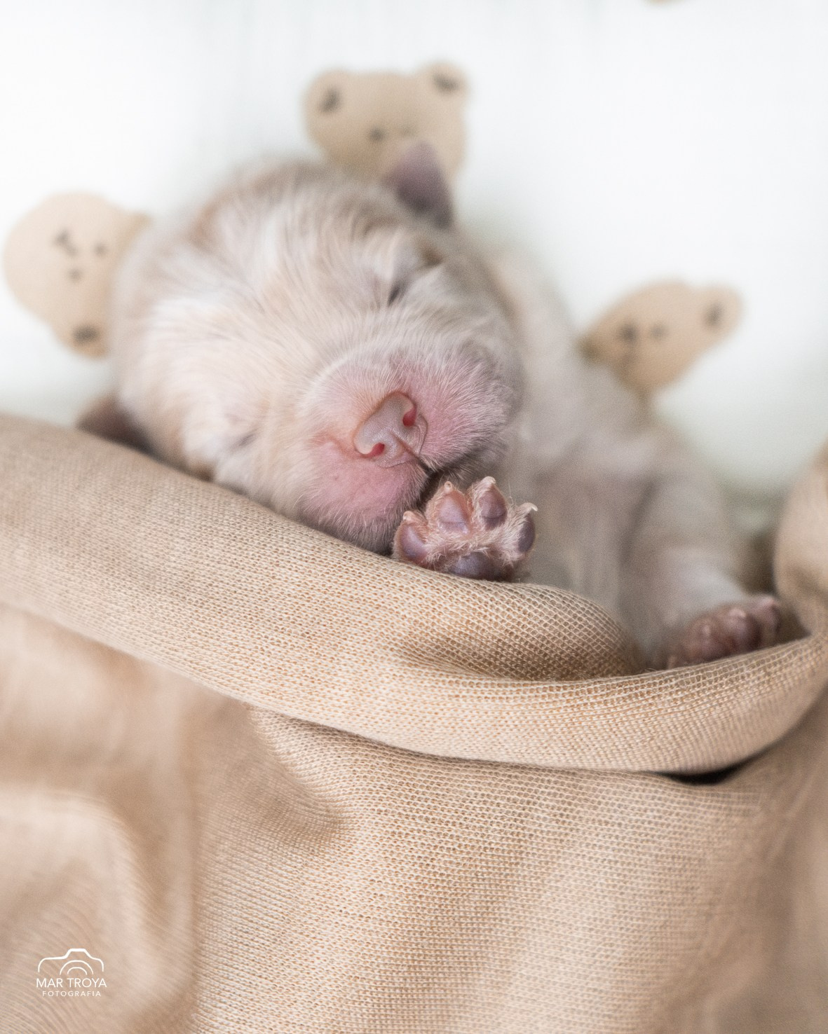 Newborn puppies Hispalis Kennel. Fotos con huella, fotografía de perros y mascotas en Sevilla