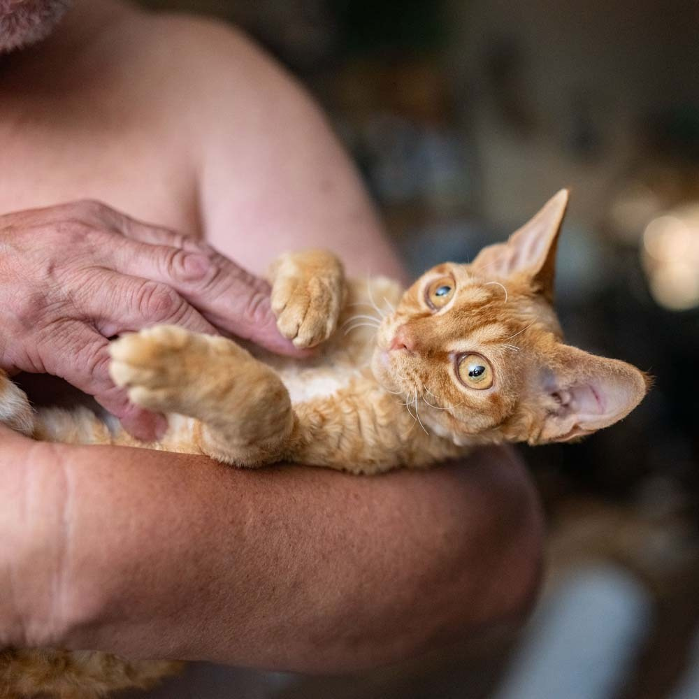 Devon Rex Pixie Cattery