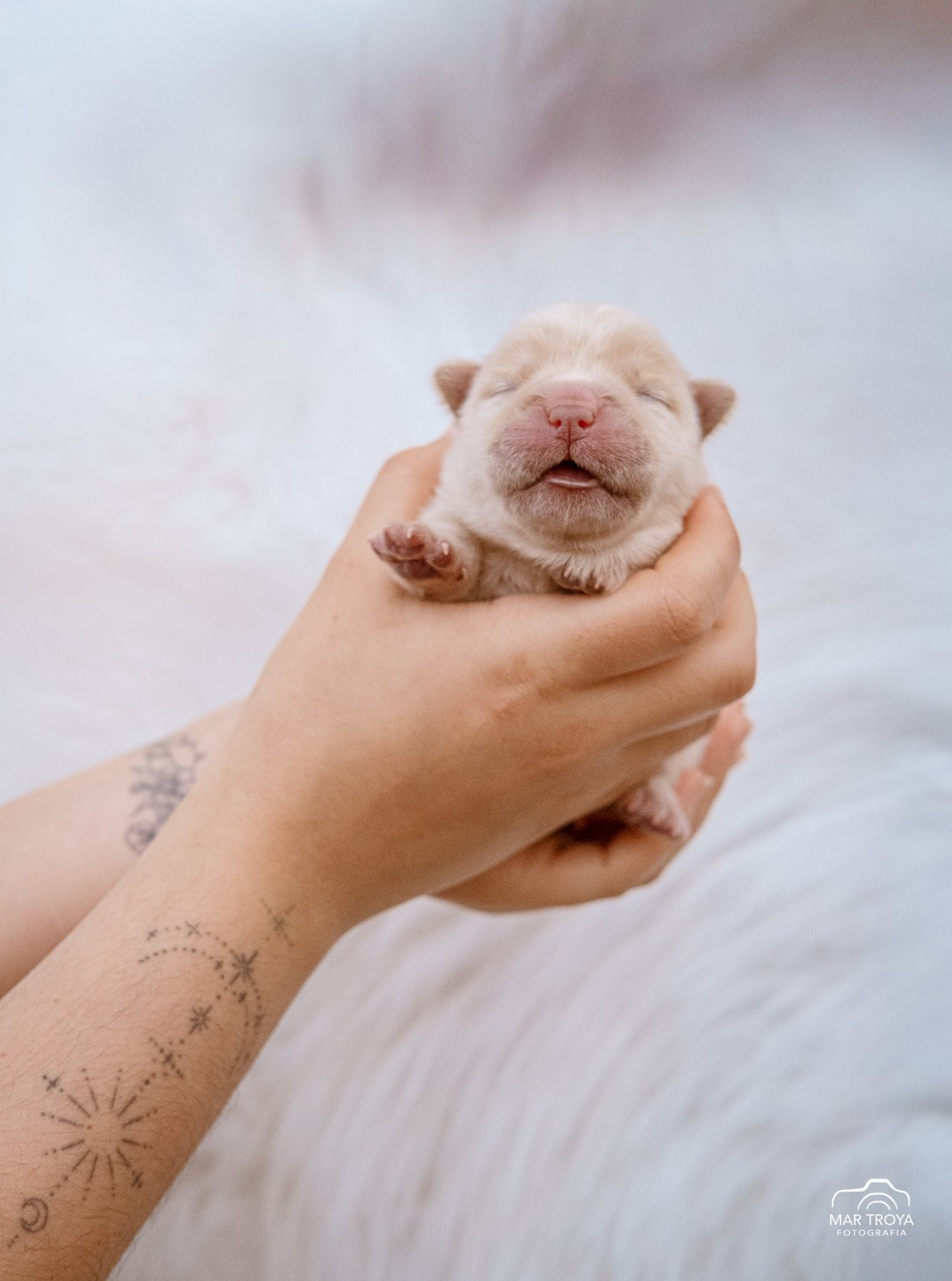 Newborn puppies Hispalis Kennel. Fotos con huella, fotografía de perros y mascotas en Sevilla