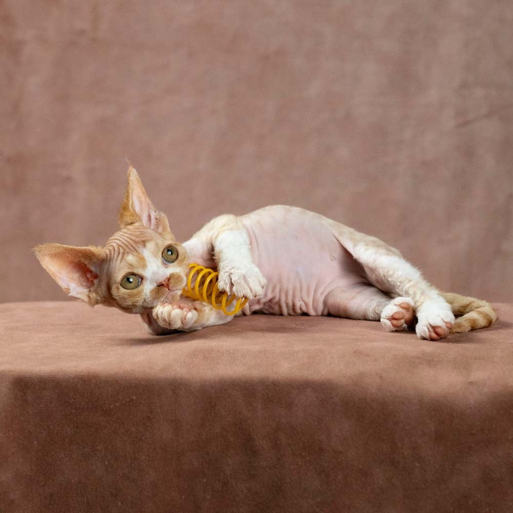 Devon Rex Pixie Cattery