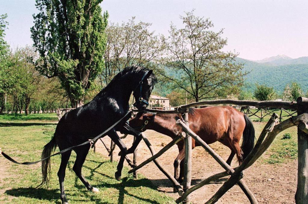 Lopota Lake Resort & Spa. Главная