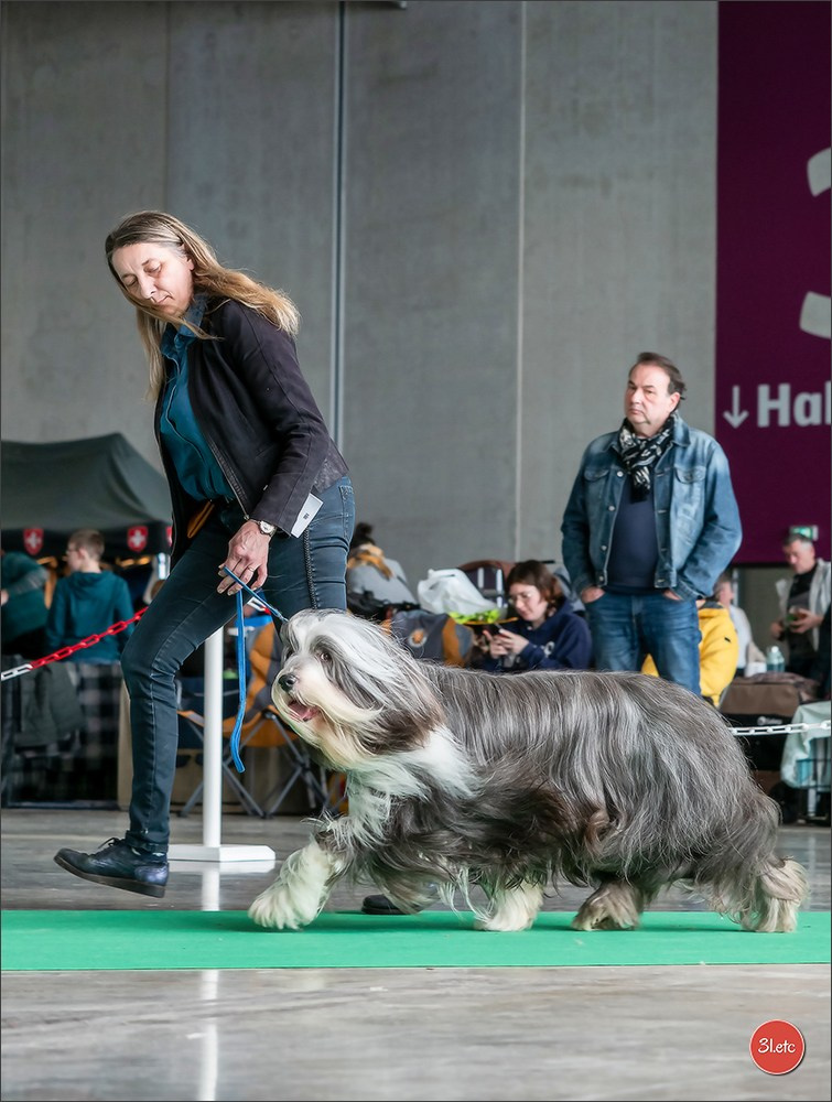 Expo canine 🇫🇷 Châlons-en-Champagne 22-23/02/2025. Photographe à Strasbourg | Portraits, Studio, Enfants, Événements