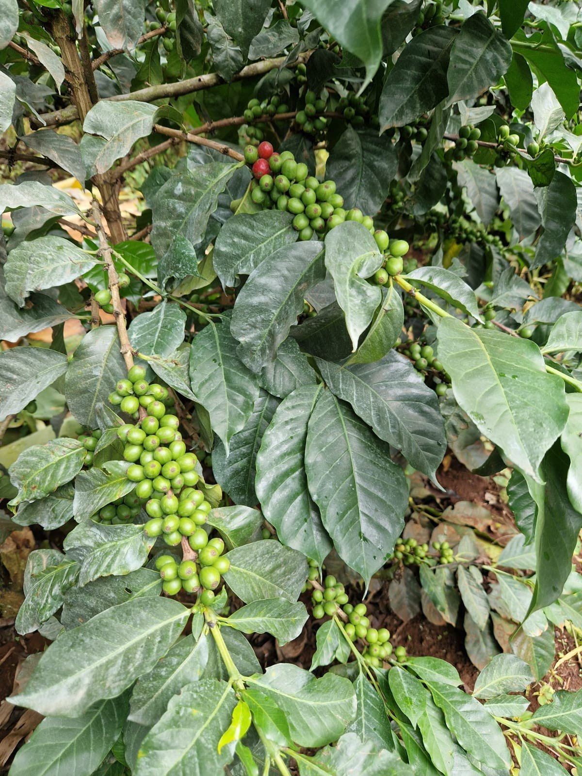 Grow Peat Organic Farming Training Crops and Sustainable Agriculture. Boost Plant Growth with Organic Fertilizers: Our Effective Solution
