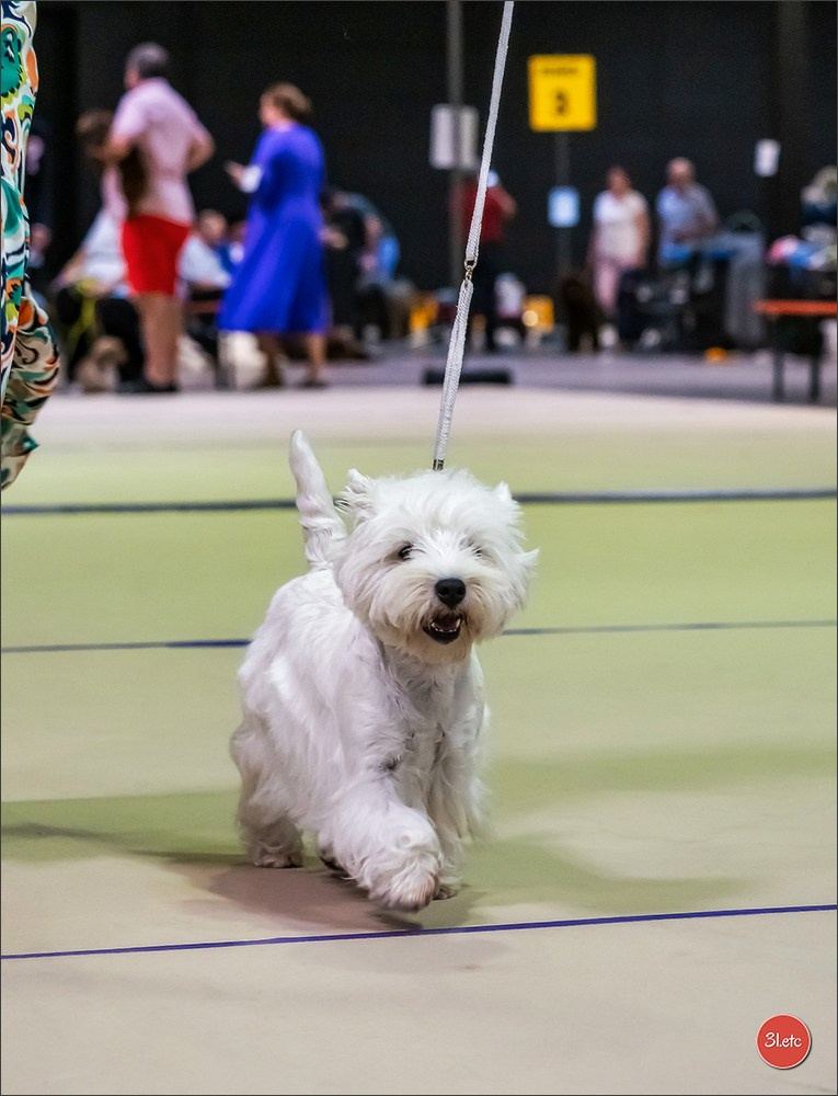 🇱🇺 LUXEMBOURG 🇱🇺 International Dog Show 🇱🇺 31/08 - 01/09/2024. Photographe à Strasbourg | Portraits, Studio, Enfants, Événements