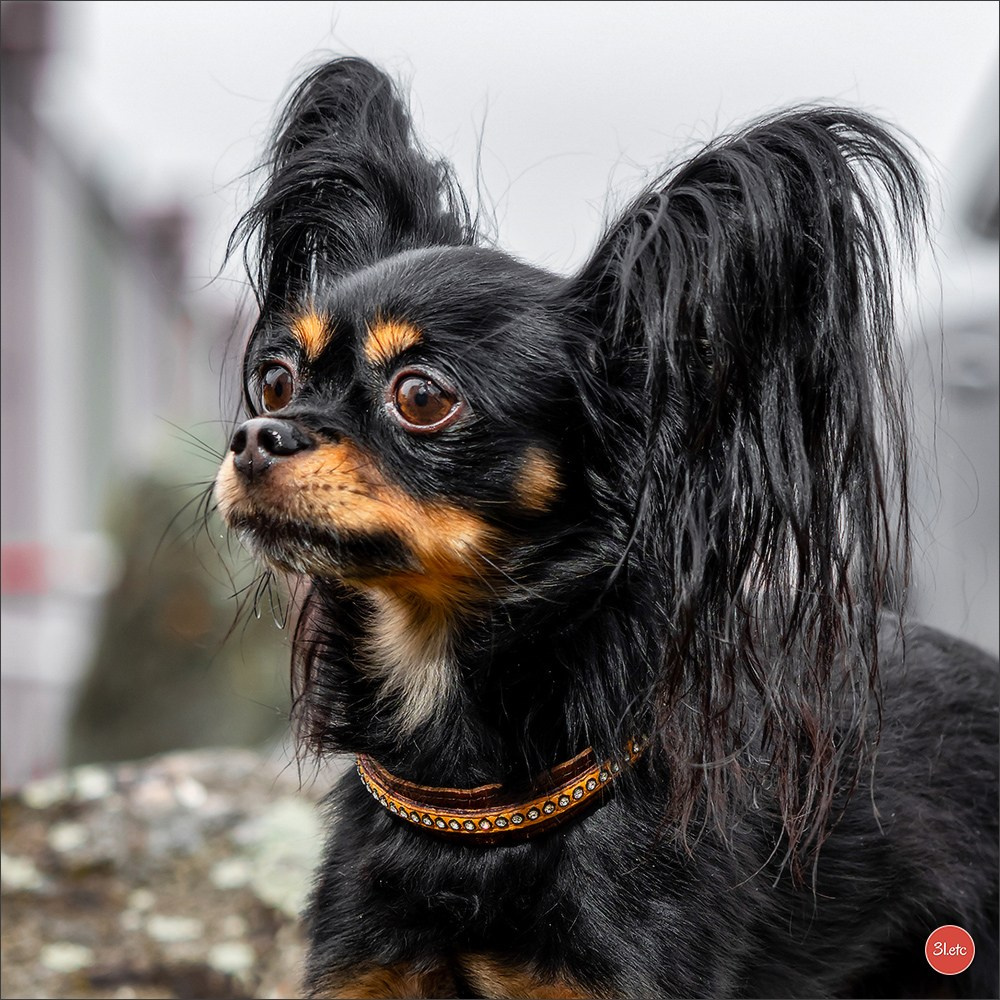 CHAMPIONNAT DE FRANCE 2024 & CACIB SPÉCIALES DE RACES MONTLUÇON. Photographe à Strasbourg | Portraits, Studio, Enfants, Événements