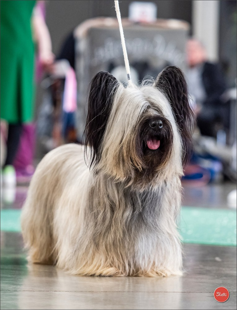 Expo canine 🇫🇷 Châlons-en-Champagne 22-23/02/2025. Photographe à Strasbourg | Portraits, Studio, Enfants, Événements