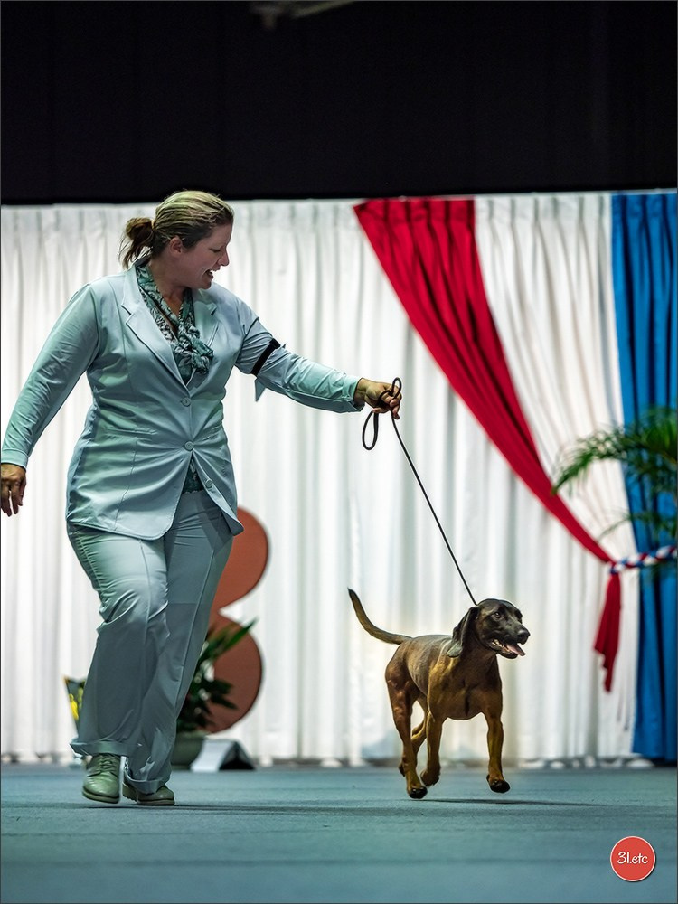 🇱🇺 LUXEMBOURG 🇱🇺 International Dog Show 🇱🇺 31/08 - 01/09/2024. Photographe à Strasbourg | Portraits, Studio, Enfants, Événements