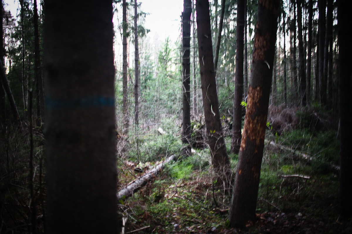 Natalie, woman of forest and sea. Victoria Dini. Art photography in London / Folkestone, UK