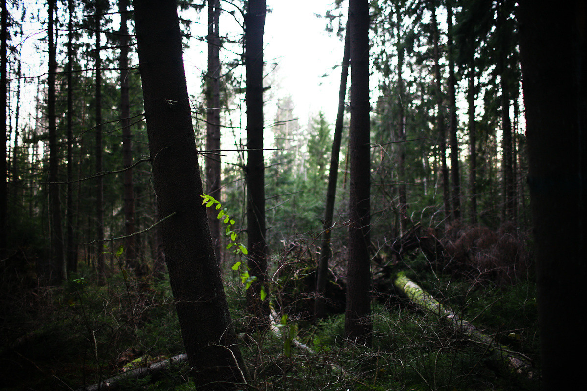 Natalie, woman of forest and sea. Victoria Dini. Art photography in London / Folkestone, UK