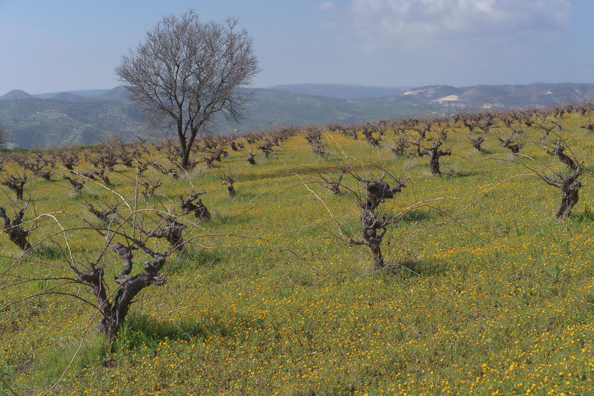 CY. Антонова | фото