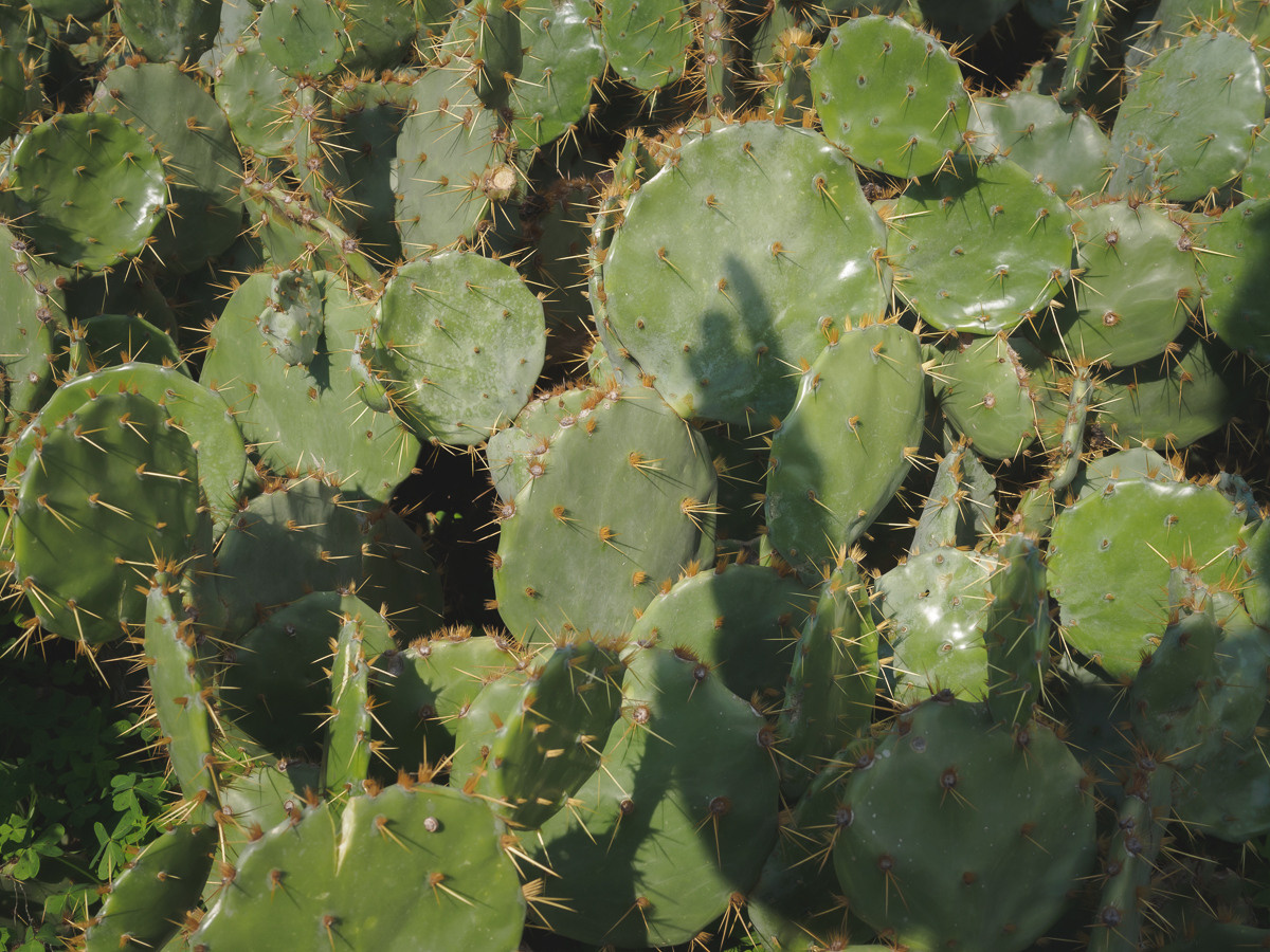 CY. Антонова | фото