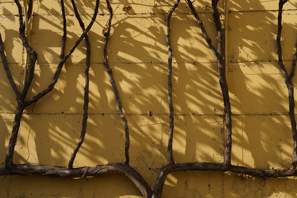 CY. Антонова | фото