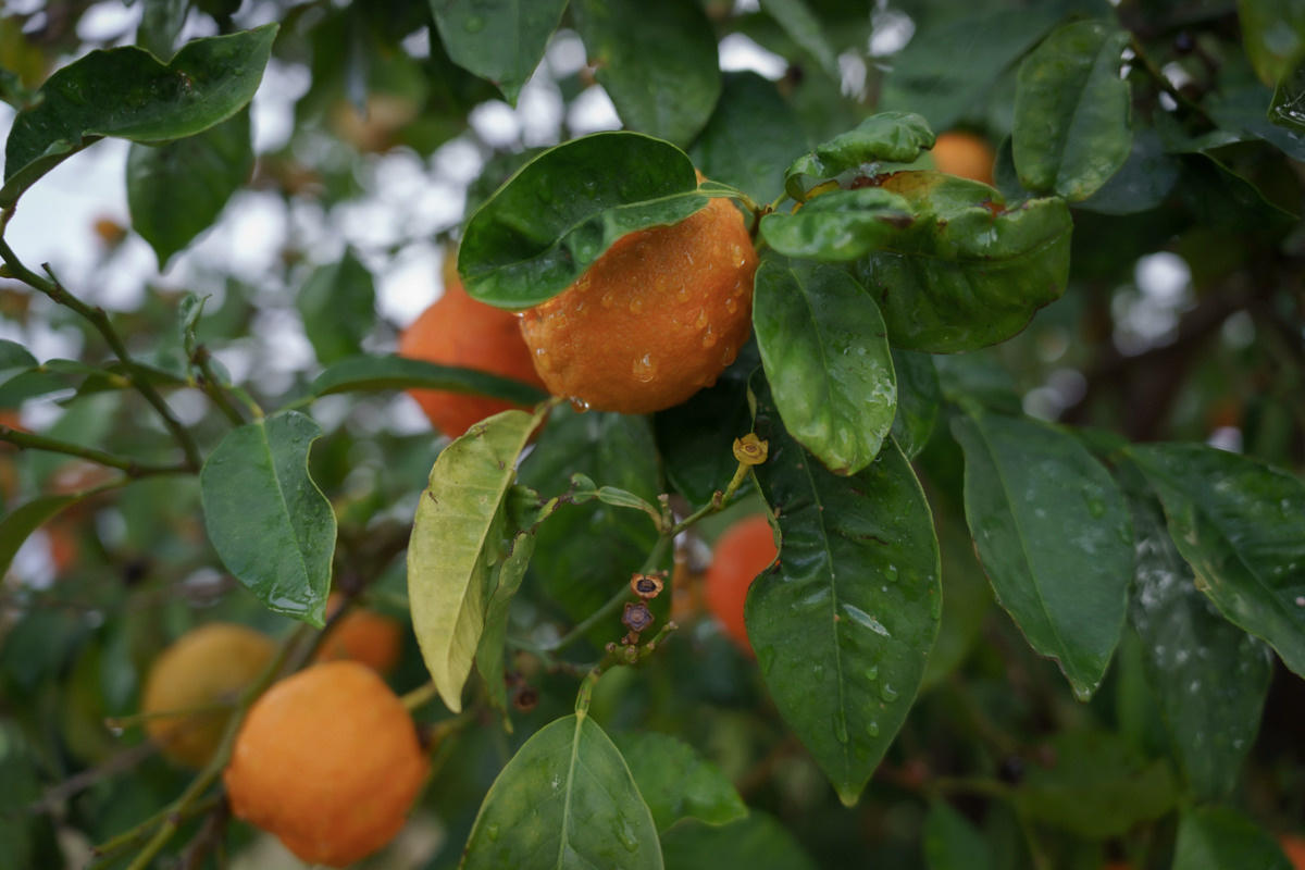 CY. Антонова | фото