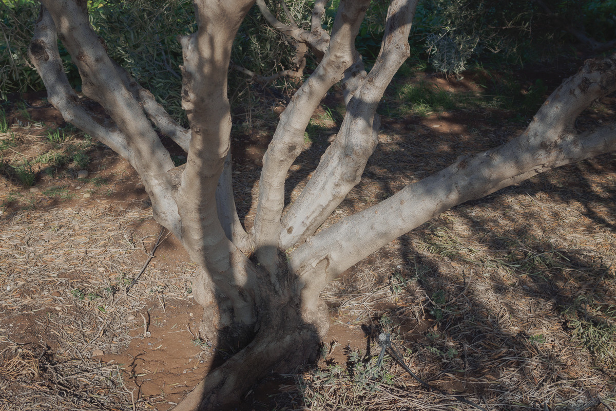 CY. Антонова | фото