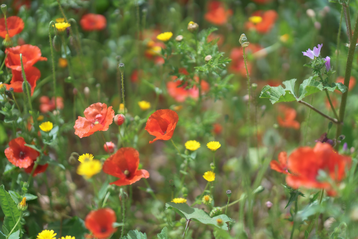 CY. Антонова | фото