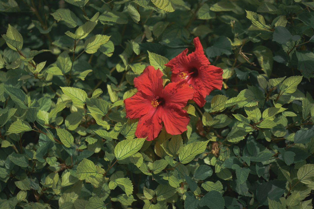 CY. Антонова | фото