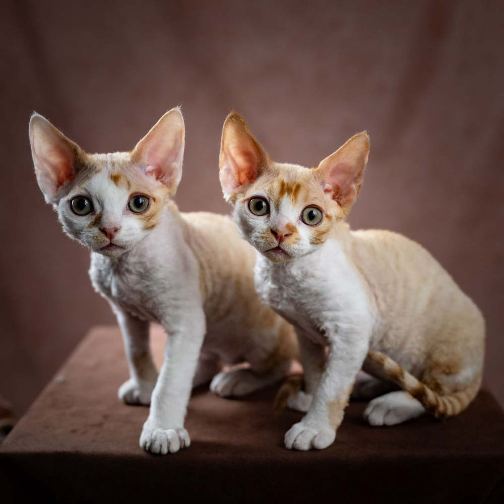 Devon Rex Pixie Cattery