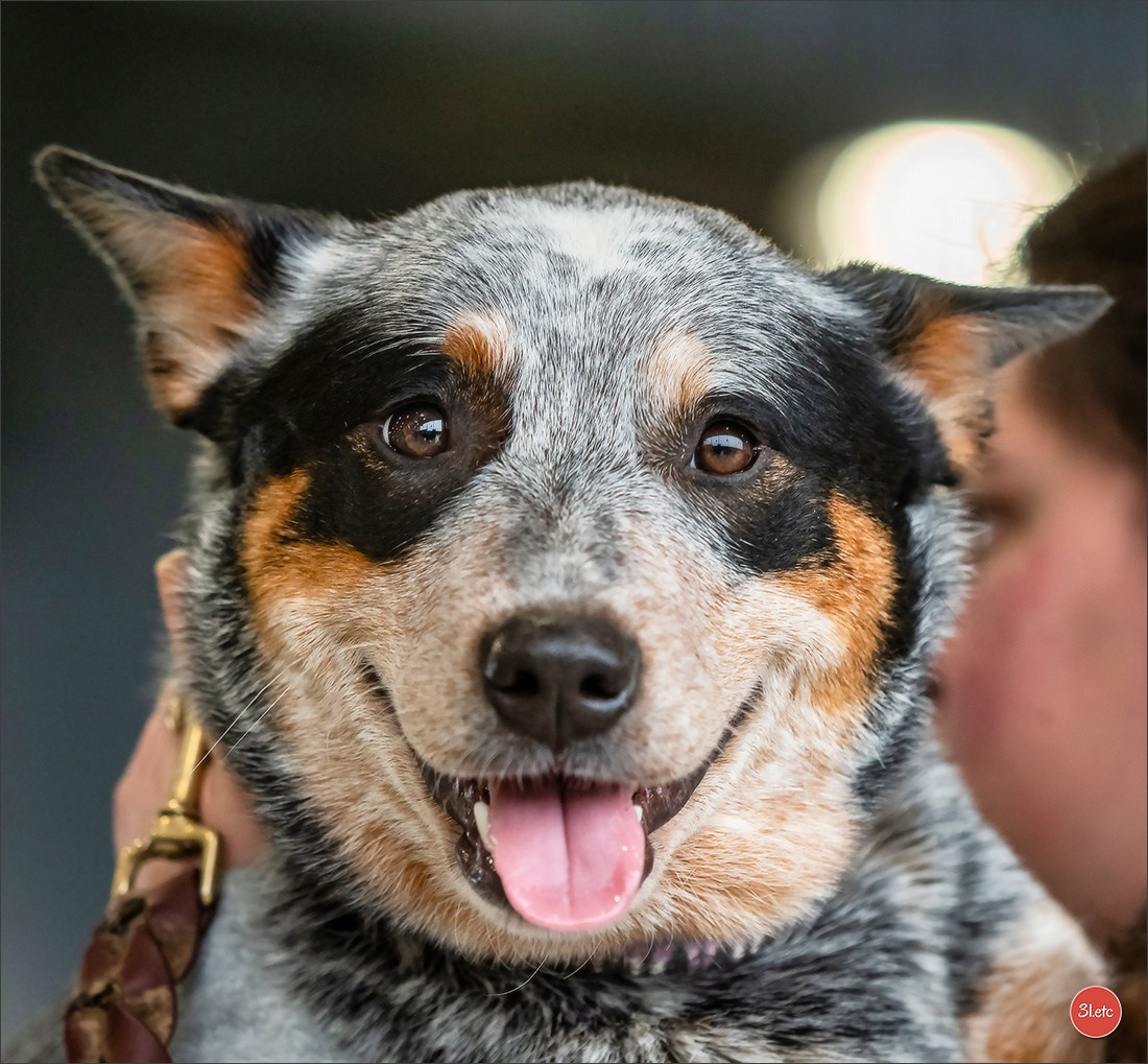 Expo canine 🇫🇷 Châlons-en-Champagne 22-23/02/2025. Photographe à Strasbourg | Portraits, Studio, Enfants, Événements