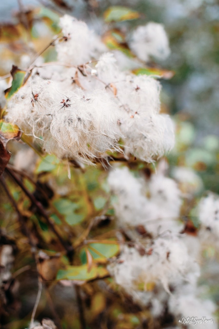 Autumn Plein Air. Romantic & Soulful Photography by Natalia Olhova in Rotterdam
