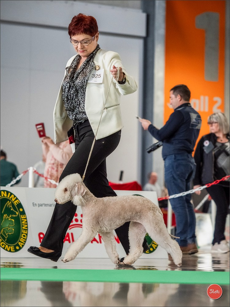 Expo canine 🇫🇷 Châlons-en-Champagne 22-23/02/2025. Photographe à Strasbourg | Portraits, Studio, Enfants, Événements