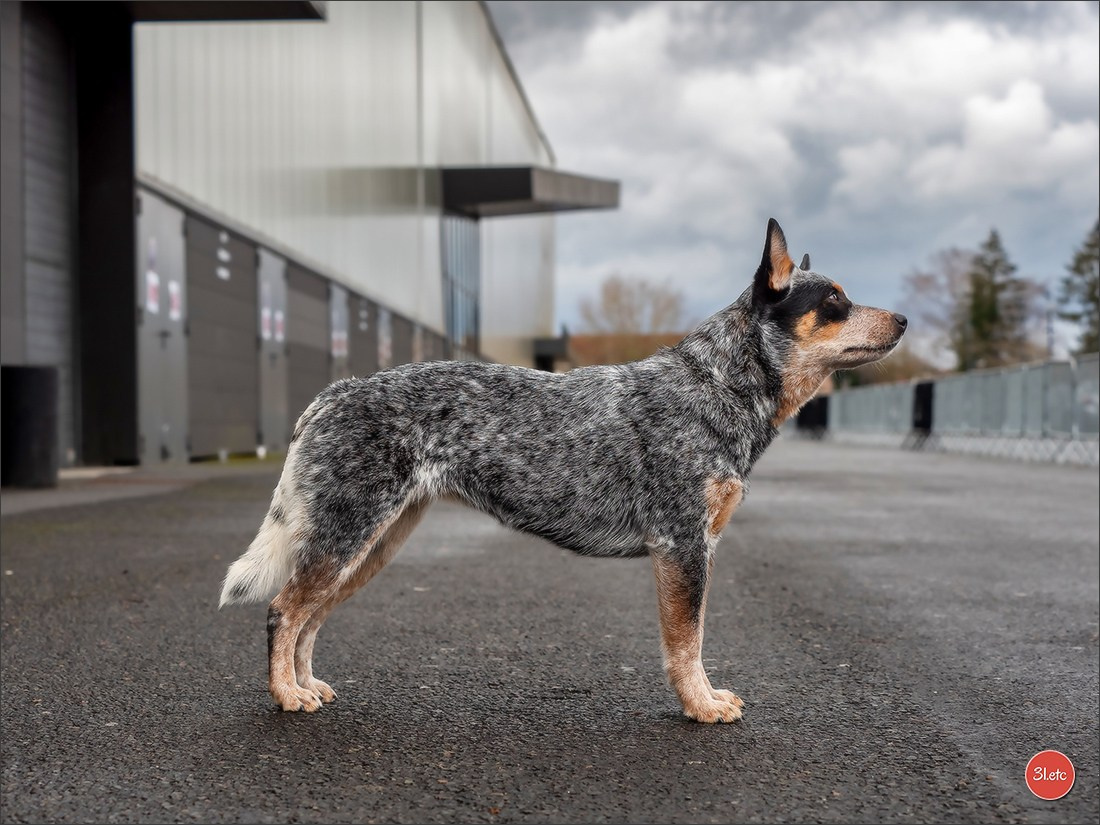 Expo canine 🇫🇷 Châlons-en-Champagne 22-23/02/2025. Photographe à Strasbourg | Portraits, Studio, Enfants, Événements