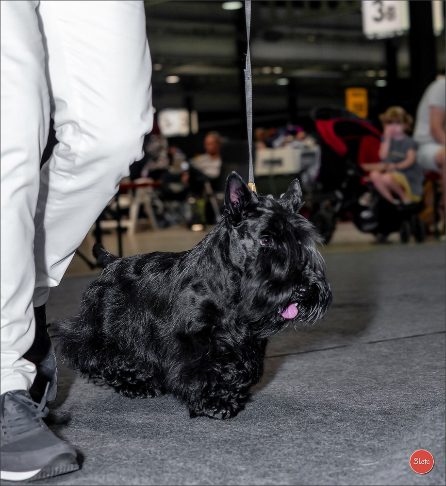 🇱🇺 LUXEMBOURG 🇱🇺 International Dog Show 🇱🇺 31/08 - 01/09/2024. Photographe à Strasbourg | Portraits, Studio, Enfants, Événements