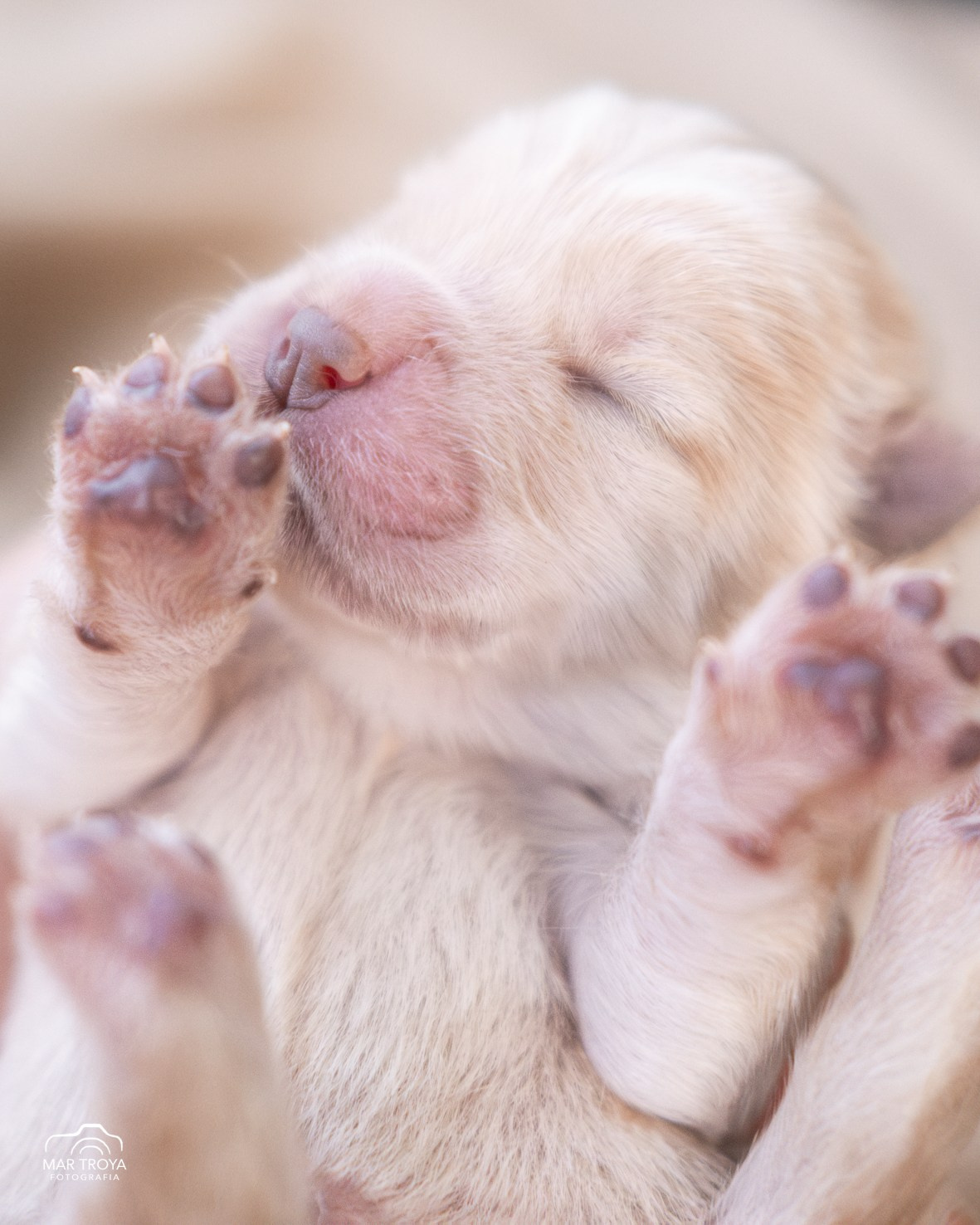 Newborn puppies Hispalis Kennel. Fotos con huella, fotografía de perros y mascotas en Sevilla