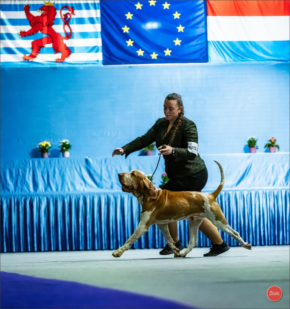 🇱🇺 LUXEMBOURG 🇱🇺 International Dog Show 🇱🇺 31/08 - 01/09/2024. Photographe à Strasbourg | Portraits, Studio, Enfants, Événements