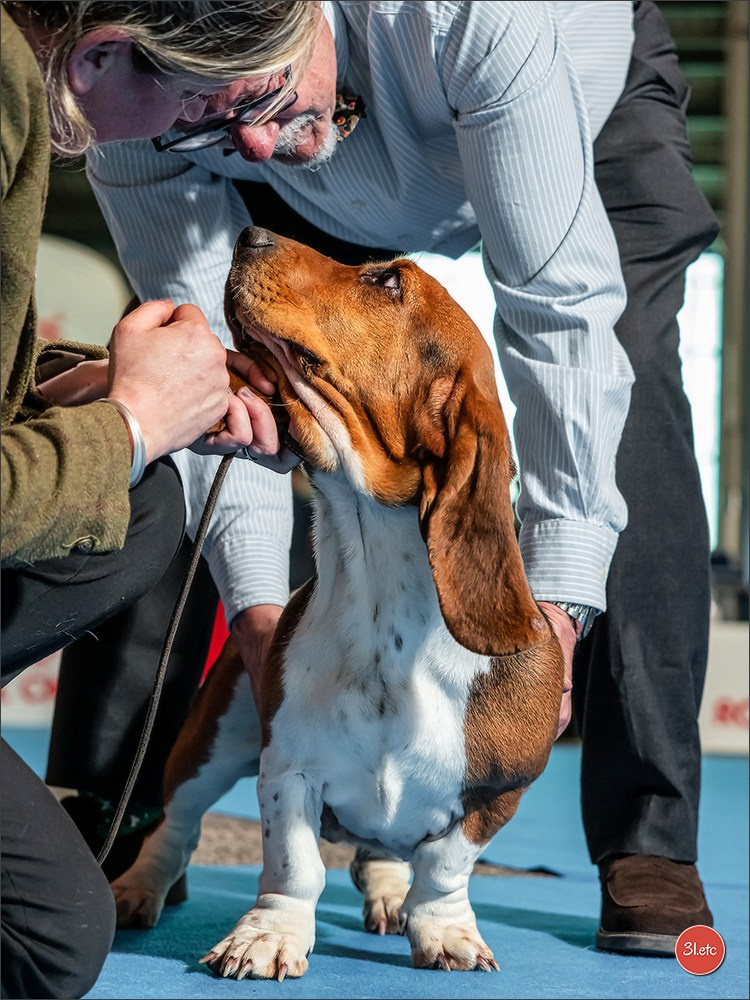 CHAMPIONNAT DE FRANCE 2024 & CACIB SPÉCIALES DE RACES MONTLUÇON. Photographe à Strasbourg | Portraits, Studio, Enfants, Événements