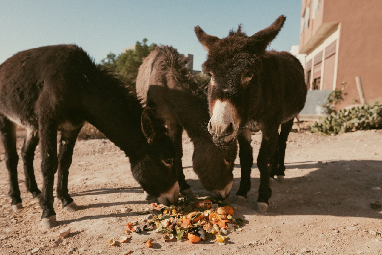 Travel and lifestyle fotografka. Dana Lišková — Empatická fotografka | Introspektivní umělkyně | Neurodivergentní koučka| Zakladatelka Artepy.cz