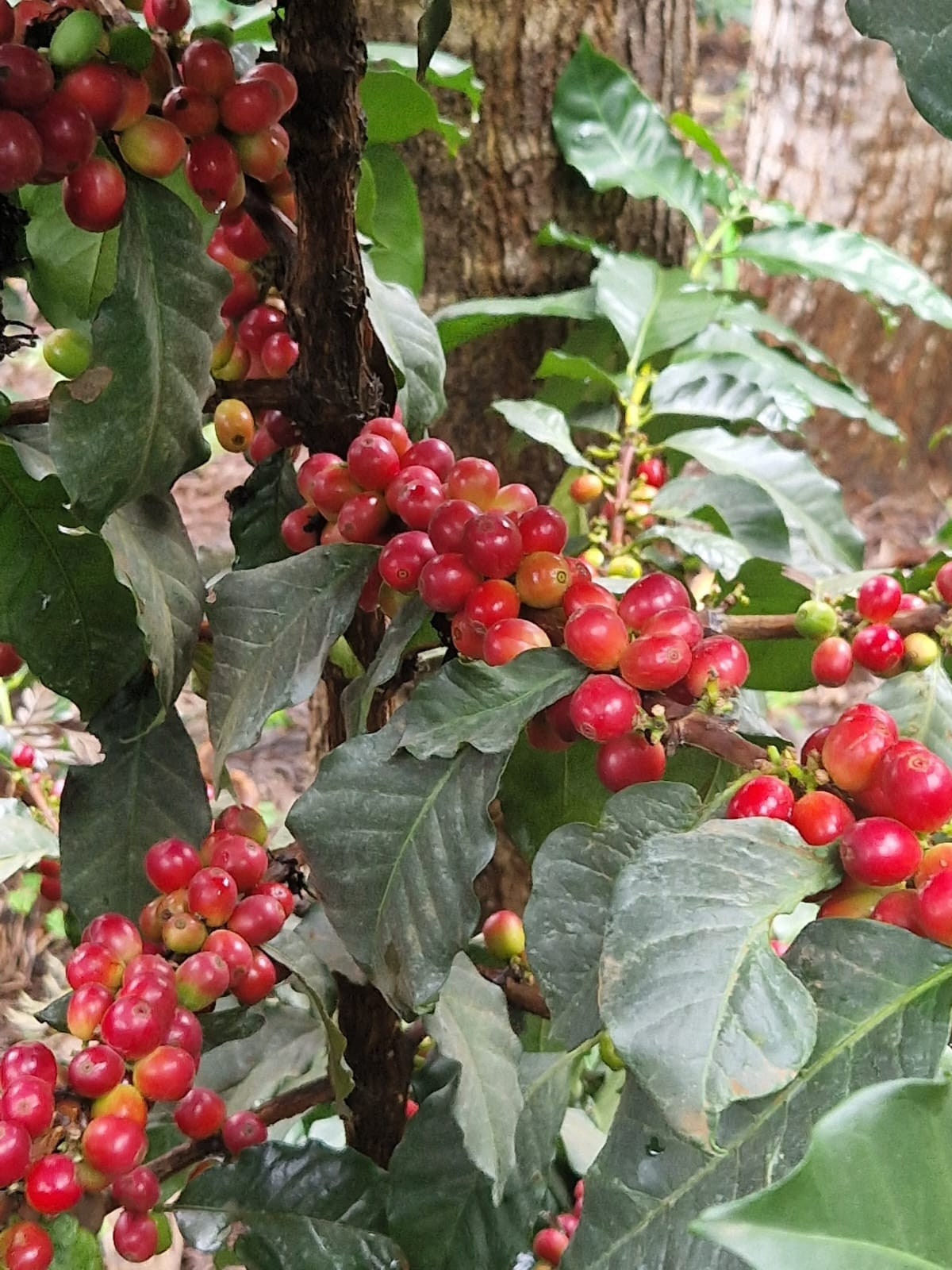 Grow Peat Organic Farming Training Crops and Sustainable Agriculture. Boost Plant Growth with Organic Fertilizers: Our Effective Solution