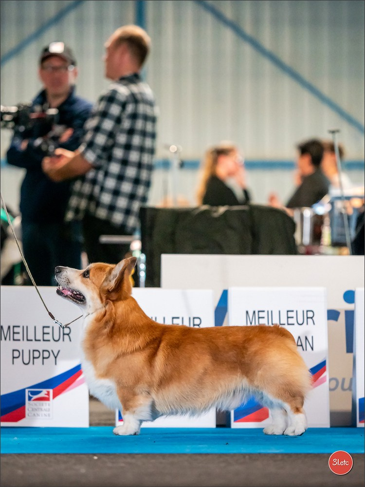 CHAMPIONNAT DE FRANCE 2024 & CACIB SPÉCIALES DE RACES MONTLUÇON. Photographe à Strasbourg | Portraits, Studio, Enfants, Événements