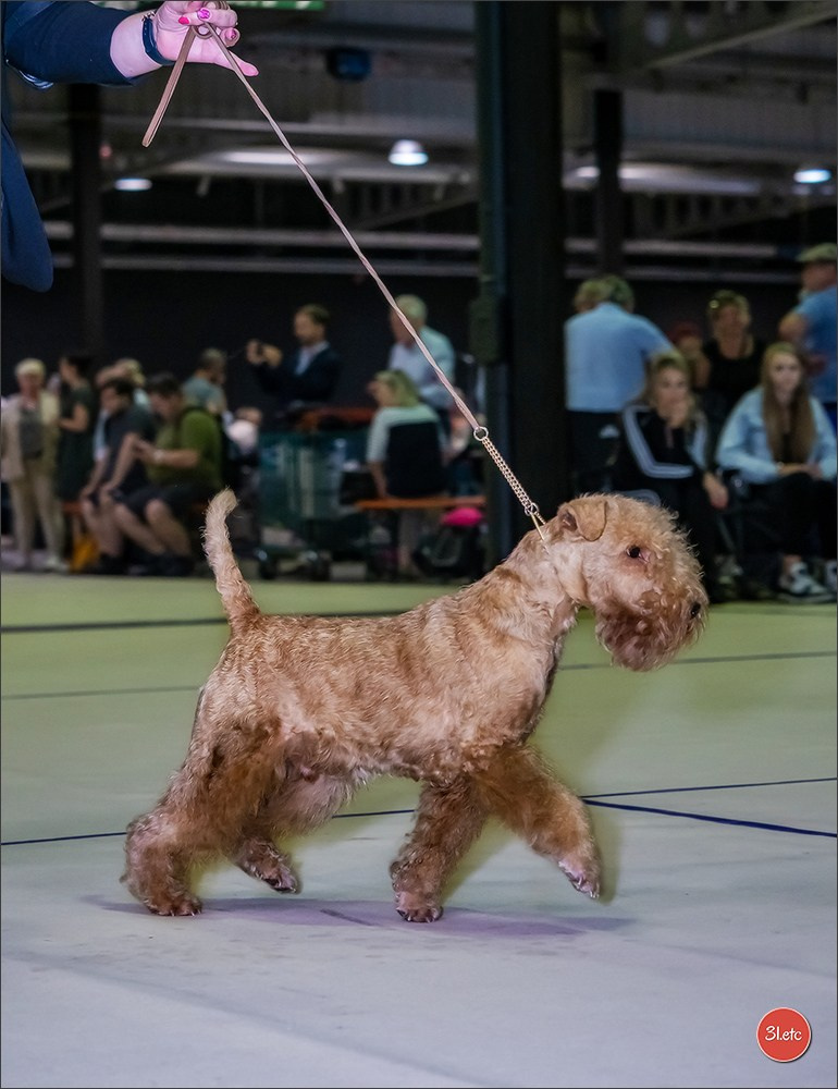 🇱🇺 LUXEMBOURG 🇱🇺 International Dog Show 🇱🇺 31/08 - 01/09/2024. Photographe à Strasbourg | Portraits, Studio, Enfants, Événements